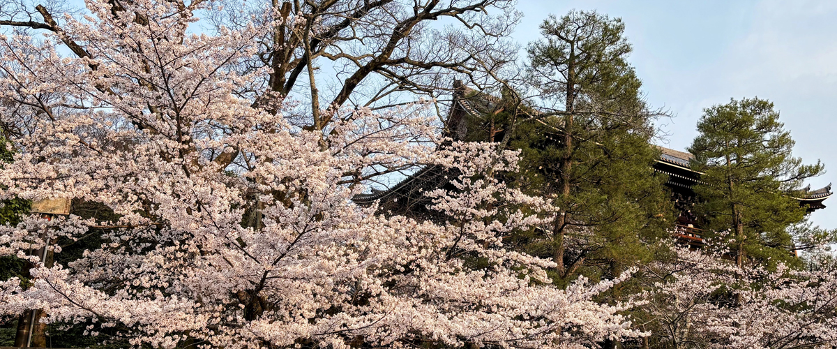 彩輝光 蒔絵ピアノ 春幻